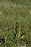 Yellow foxtail